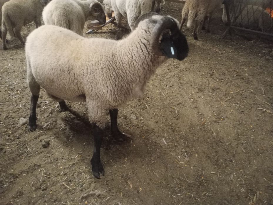 Vând berbecii de anul trecut miori