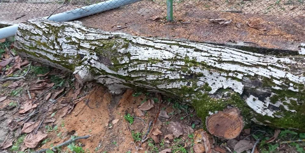 Продавам ствол от орех – висококачествен суров дървен материал