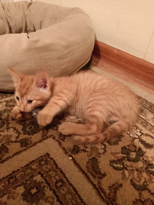 Раздадим котят, рыжий мальчик, трехцветный и пепельная девочка