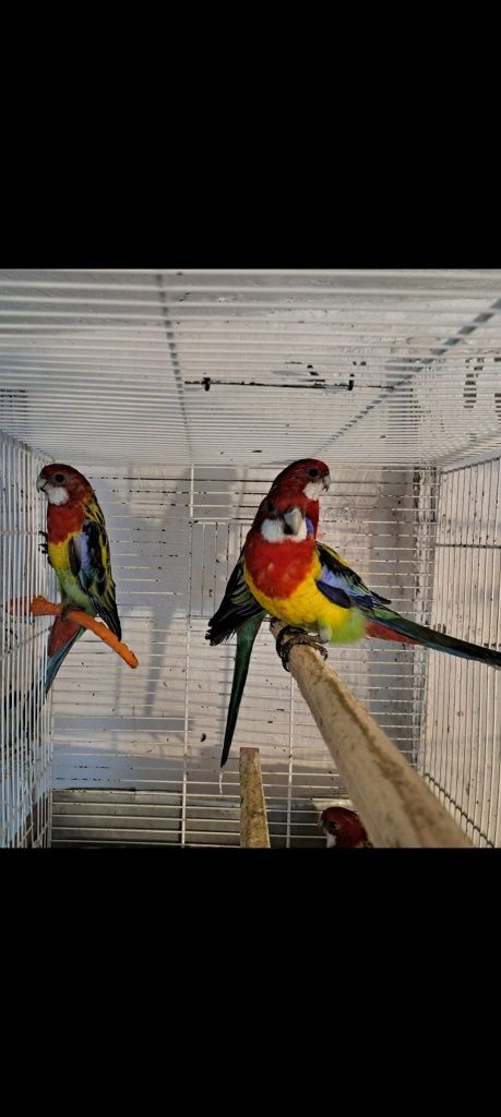 Perusi, Agaponis, Nimfe, Rozela, Micul Alexander, Kakarichi