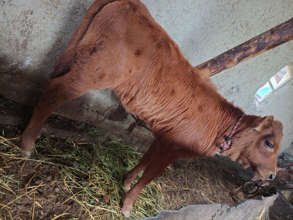 Ona bola sigir sotiladi