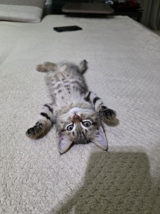 Отдам котенка в добрые руки