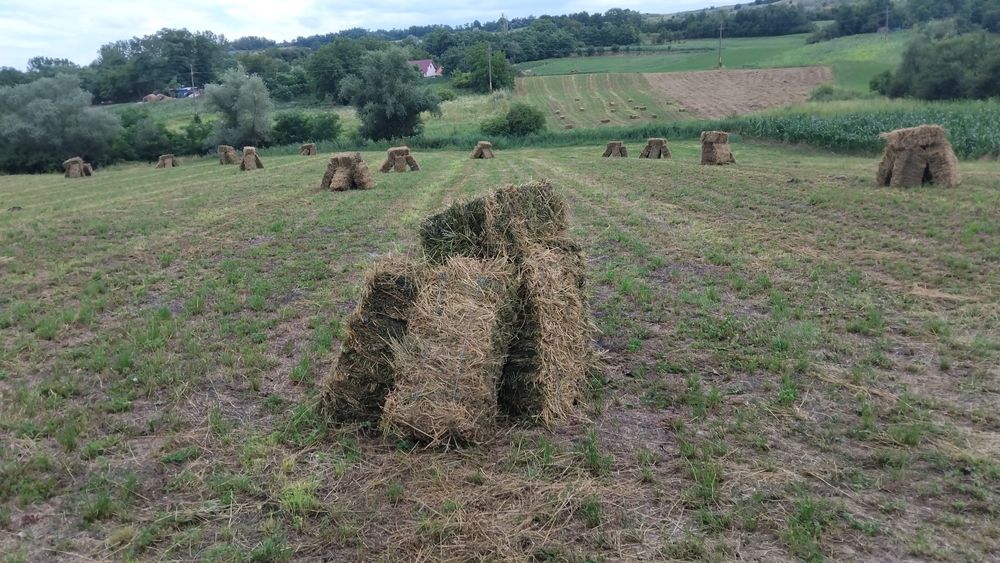 Vând 150 baloti de lucernă a 3 coasă