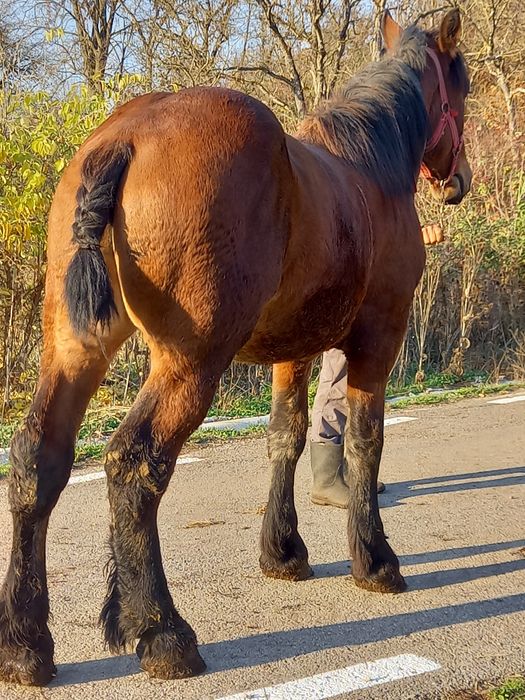 Manz greu de un an și 7 luni
