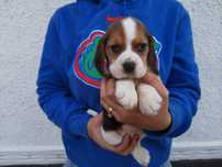 Femeluta din rasa beagle