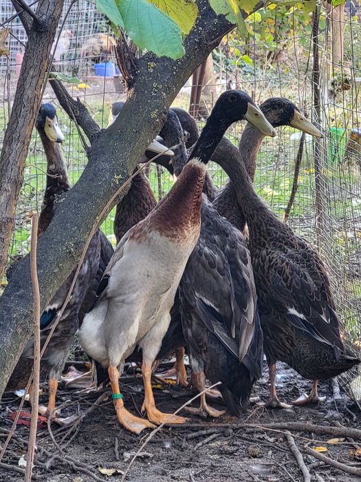 Vand oua rate indiene alergatoare ratoi