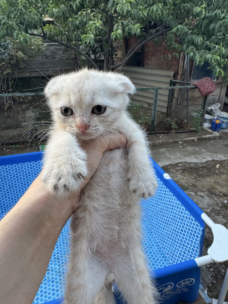 Продаются котята скотиш фолд и скотиш страйт.