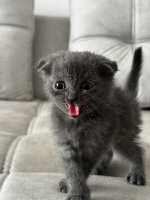 Mushuk sotiladi 35 kunlik