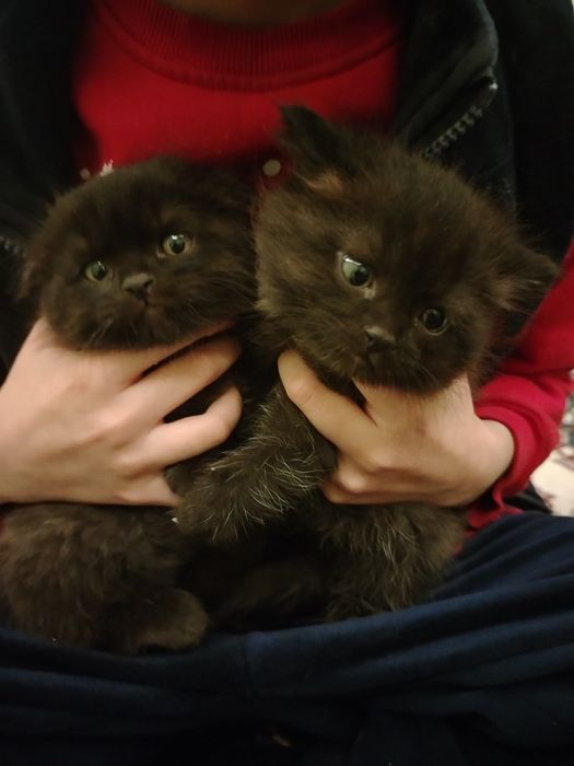 Продаётся вислоухие котенки