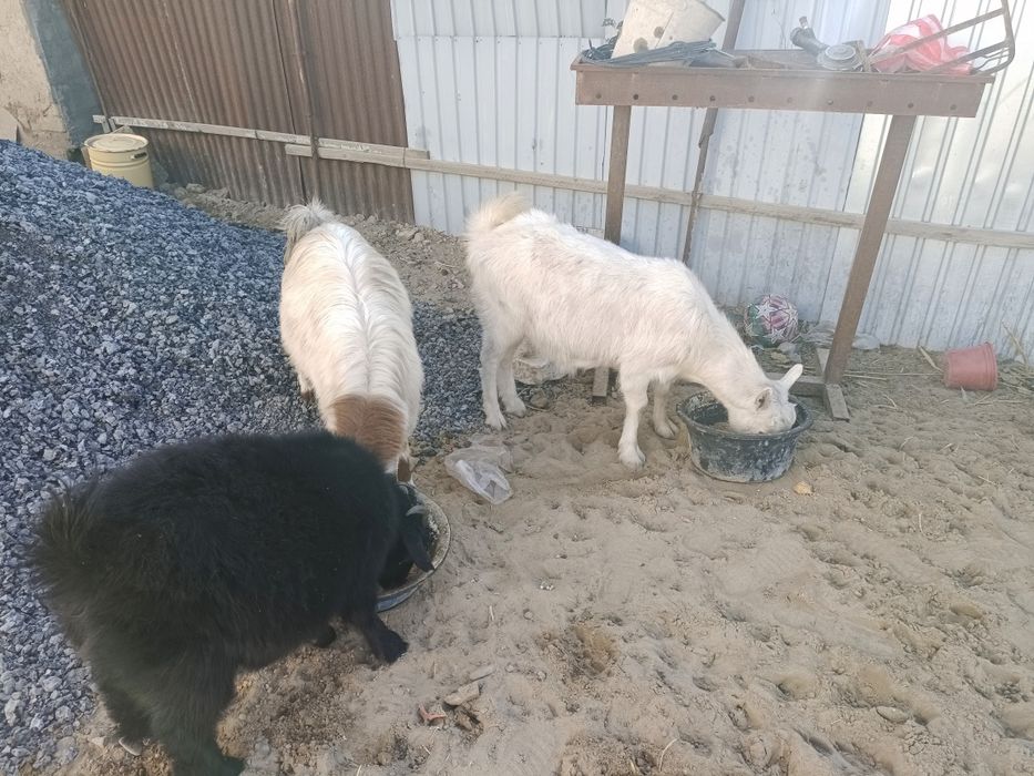 Домашние ивотные