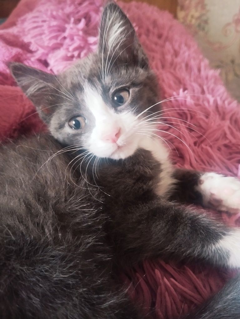 Котик Тема (2,5 мес)