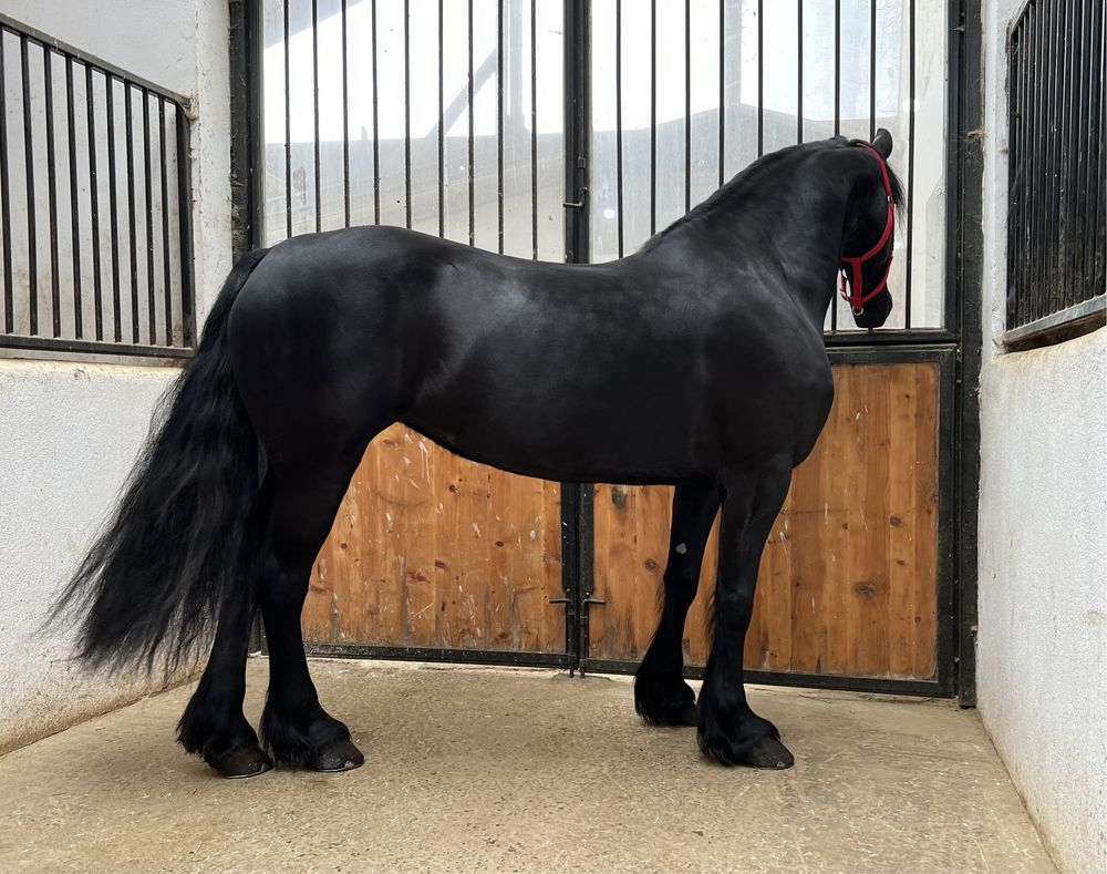 Iapă Friesian echitatie Frizian