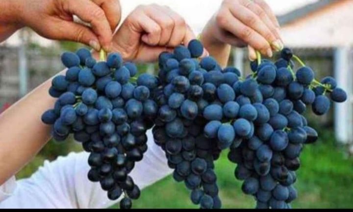 Struguri de vin Urziceni
