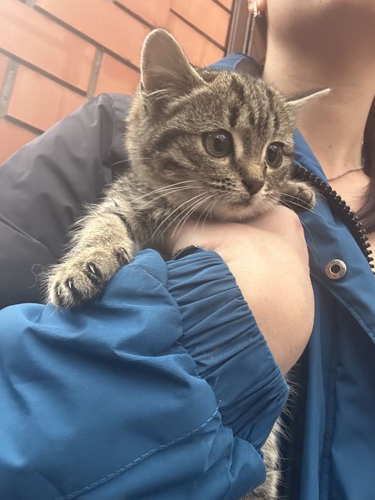 Котенок 2 месяца