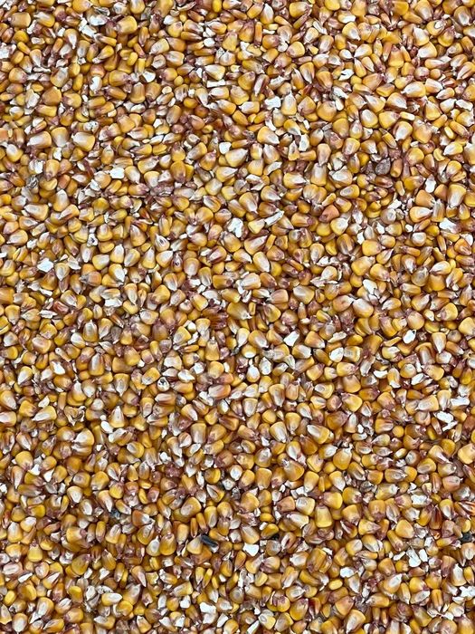 Vand Porumb Boabe 2025