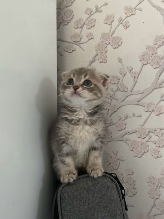 котенок котятааа