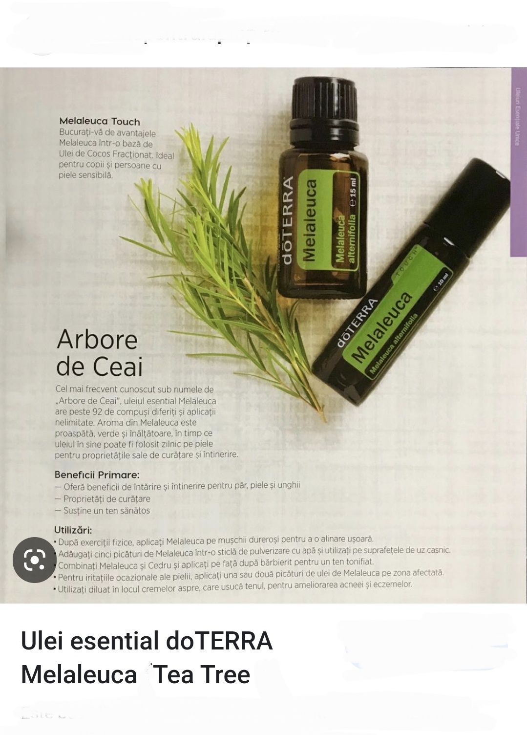 Tea Tree ulei esențial arbore de ceai melaleuca