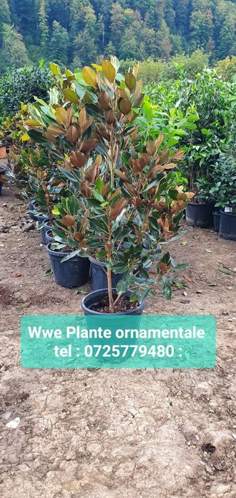 Plante ornamentale, tuia spiralata, Pon pon / magnolia grandiflora pin
