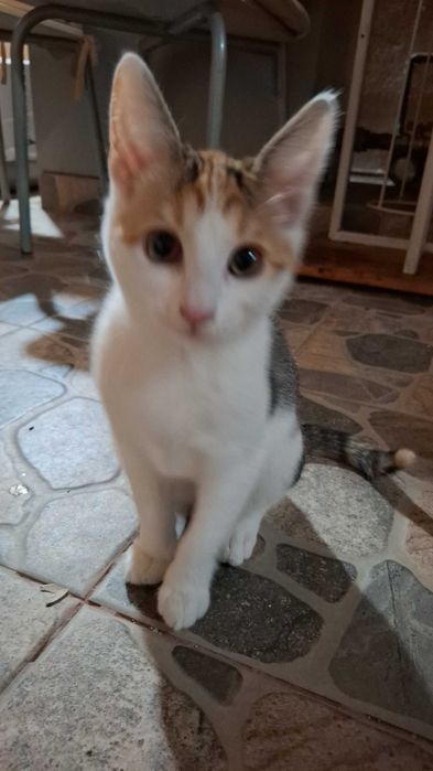 Adoptie pisicei, 2 femele calico