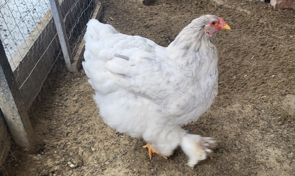 Vând 2 gaini brahma