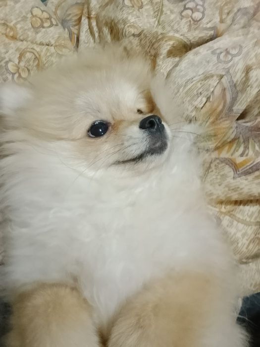 Хороша собаки моленкая