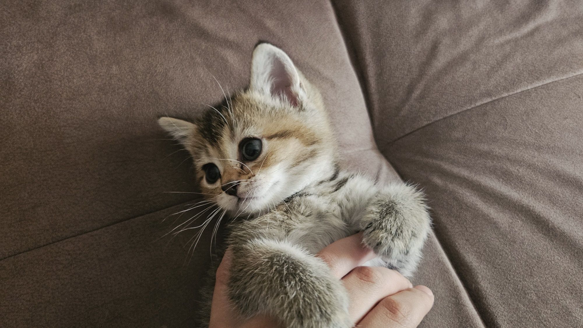 Продаются котята
