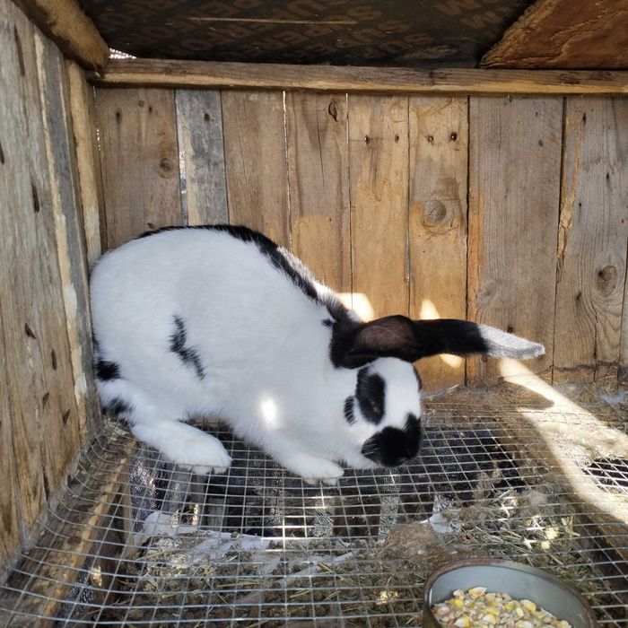 Зайци мъжки и женски на всякаква възраст