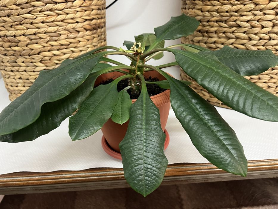 Молочай гребенчатый беложилковый