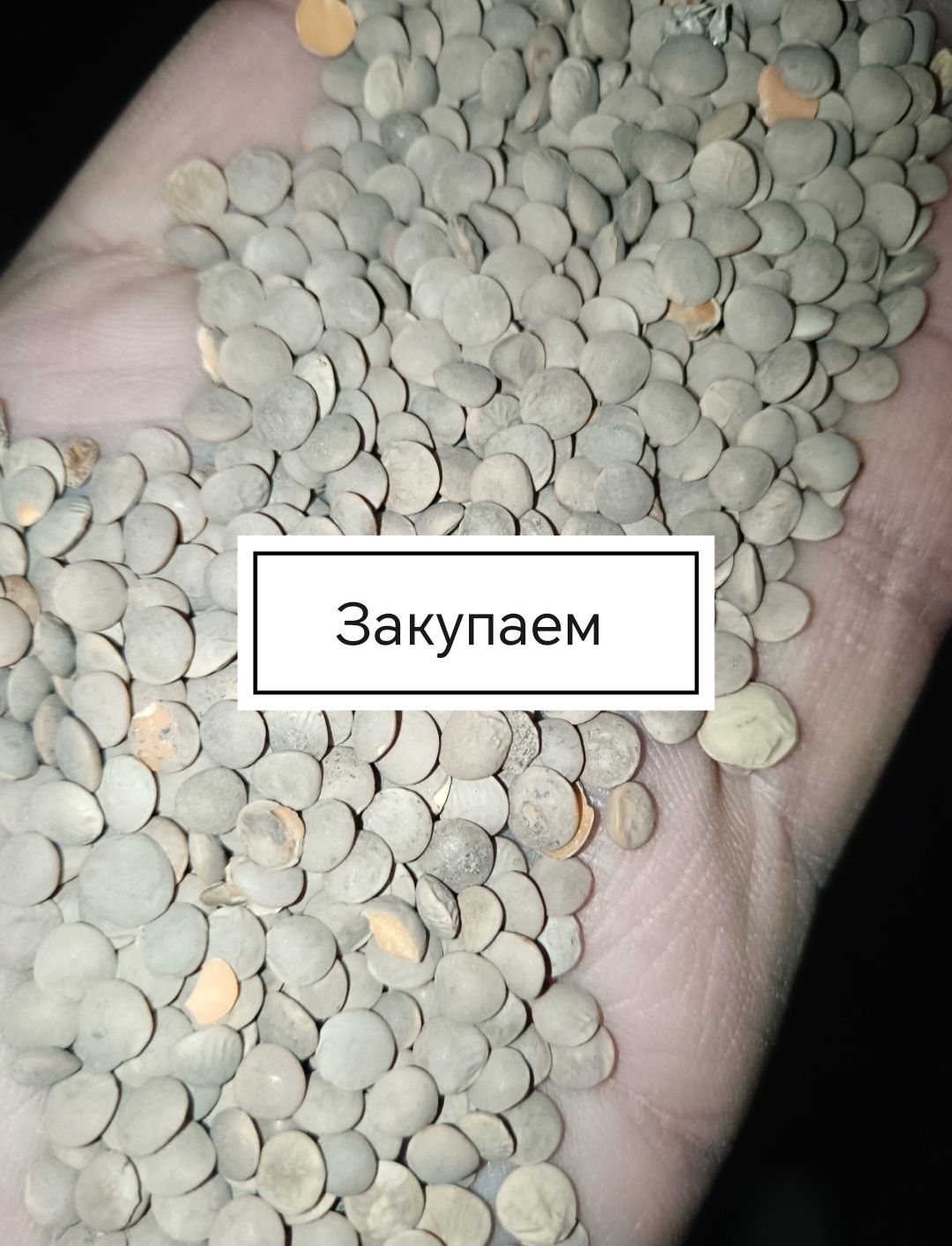 Закупаем чечевицу Красную, Зелёную, Сафлор, Пшеницу и Ячмень!