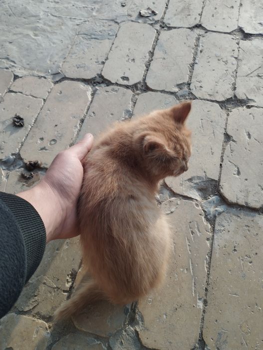 2 ta mushuk bor besplatna