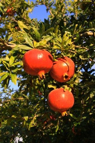 Rodiu punica granatum