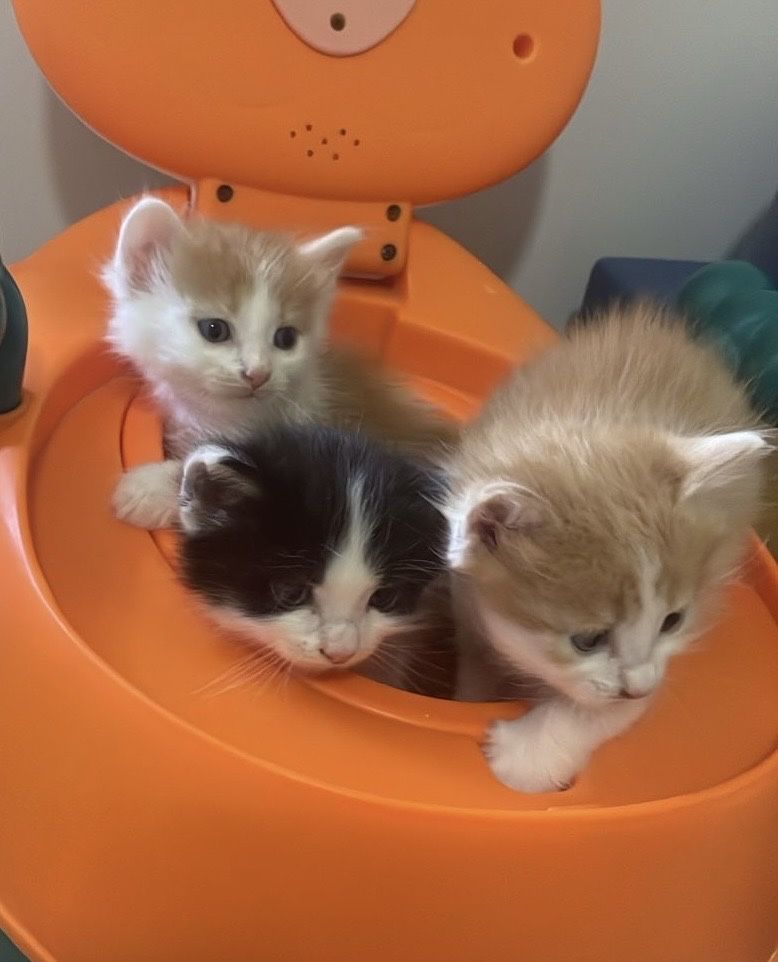 Котята в добрые руки