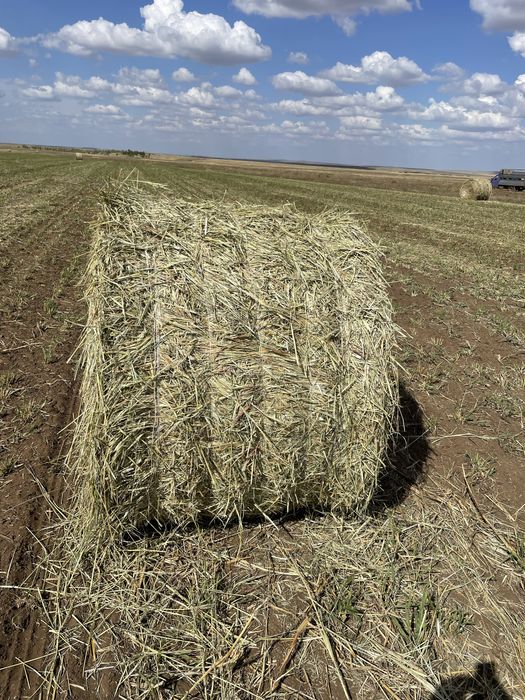 Продам суданку и сено в рулонах