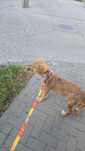 Catelusa golden retriever