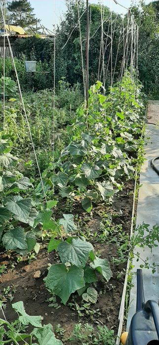 Дача СПП металлург