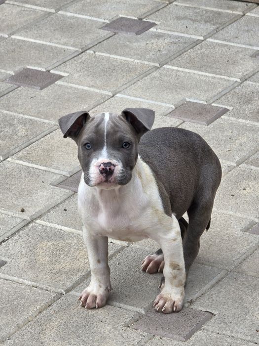 American Staffordshire Terrier