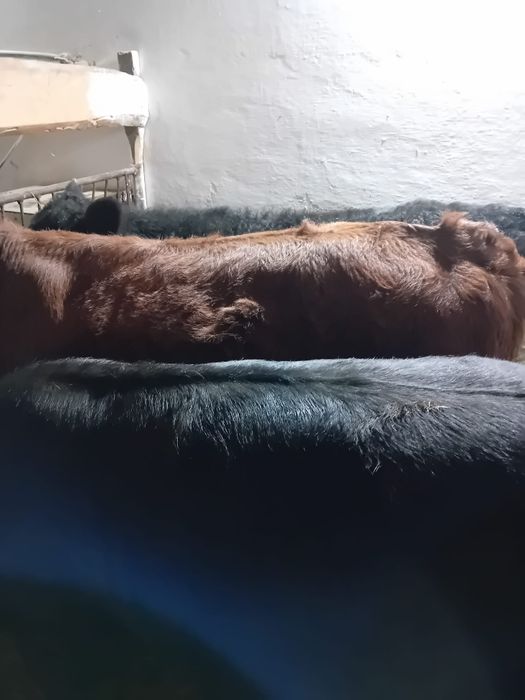 Taurasi baltati, angus intarcati