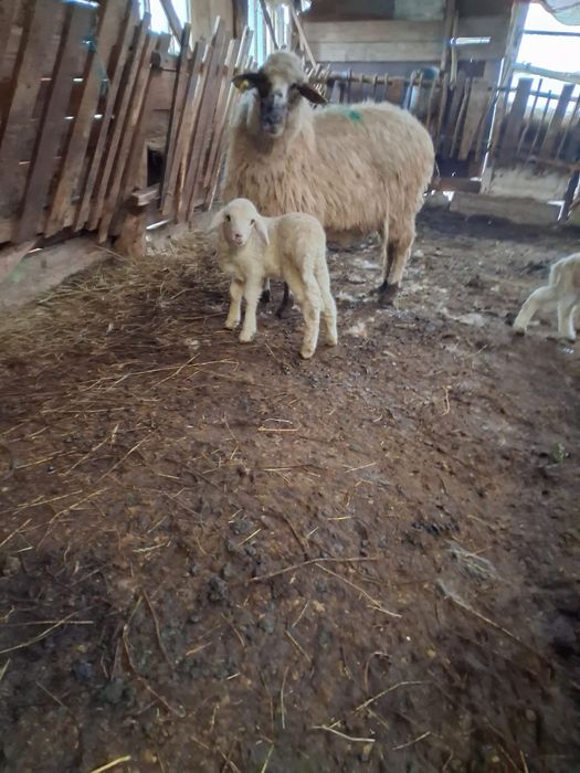 Miei albi de vanzare