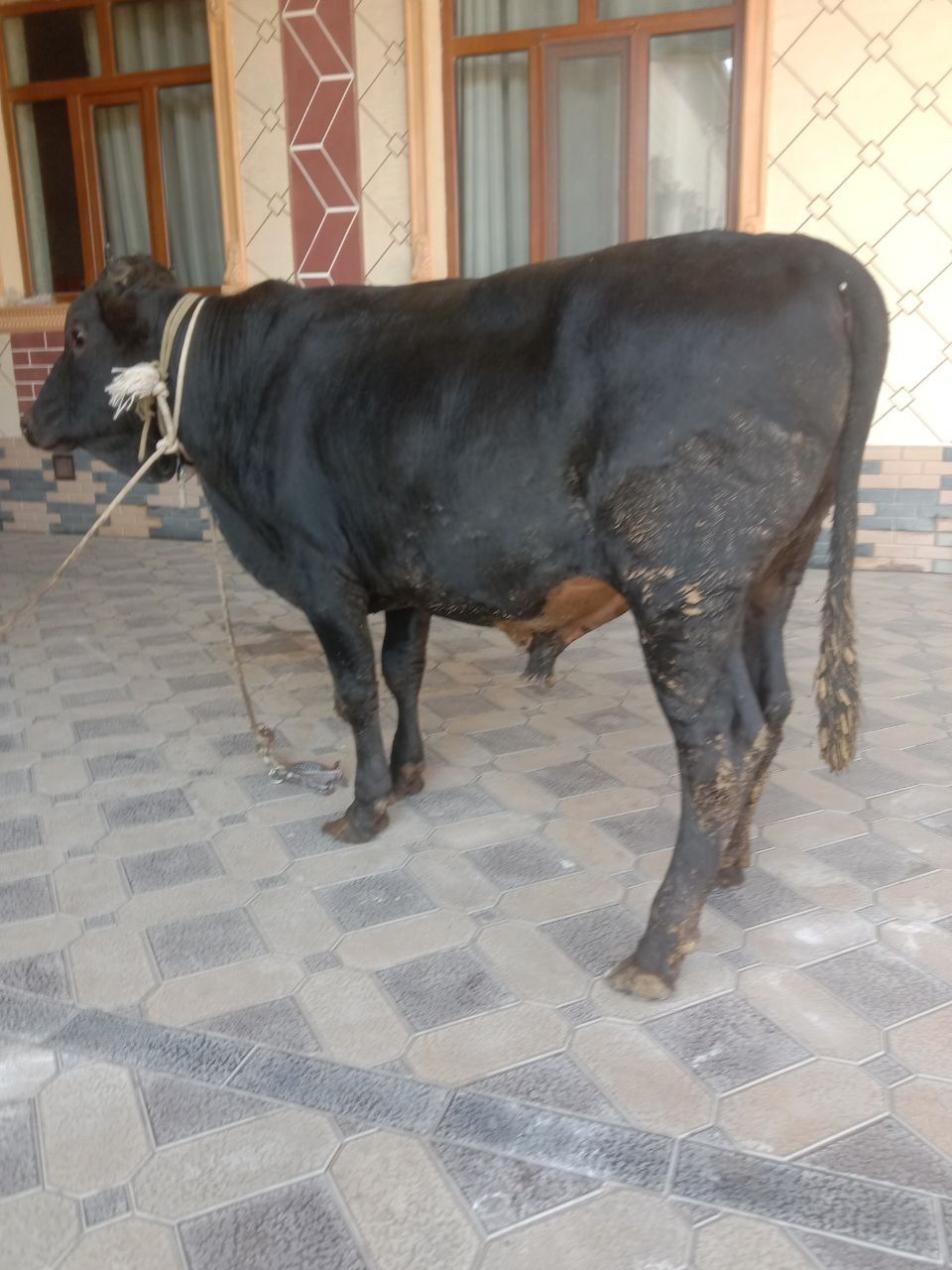 Katta buqa sotiladi