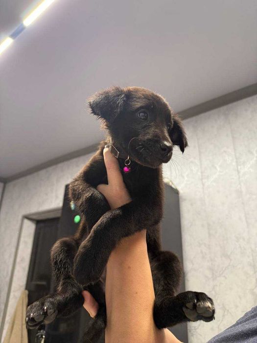 Щеночки в добрые руки породистые