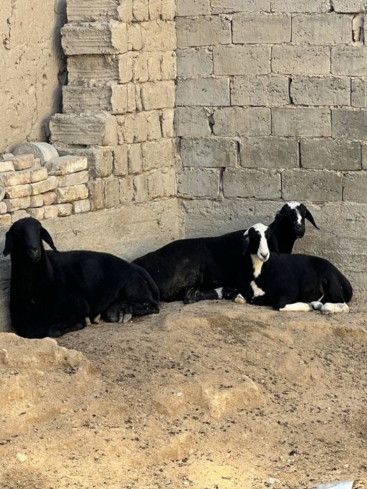 Тоза куйлар срочно сотилади, бокиб купайтириш учун!