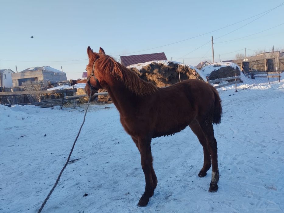 Қостанай   құнан