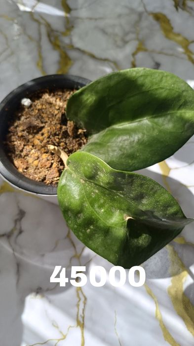 Продаются хойи. В горшках. Цены разные