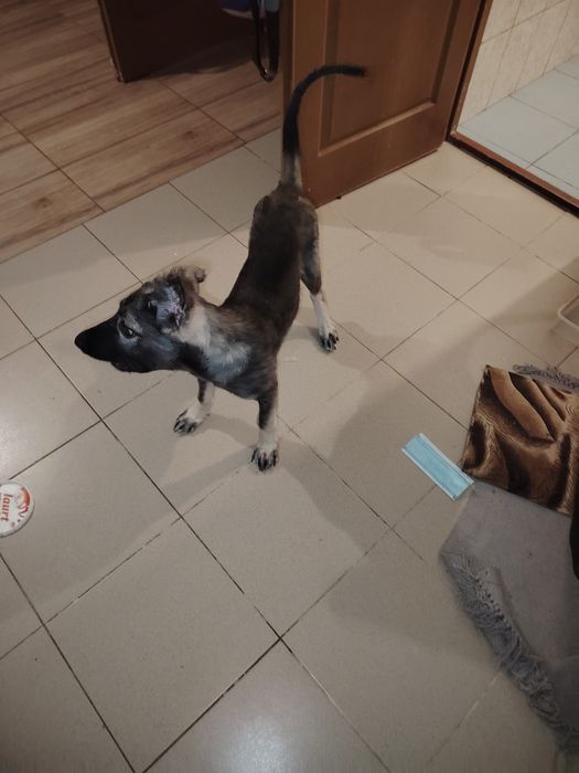 Cățel spre adopție