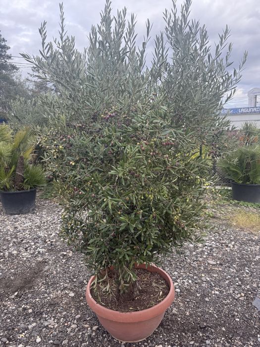 Maslini secular Pon pon ( bonsai )