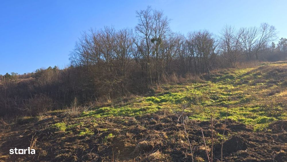 Teren de Vânzare IASI - TOMESTI intravilan 1000mp, 1266mp DN / Padure