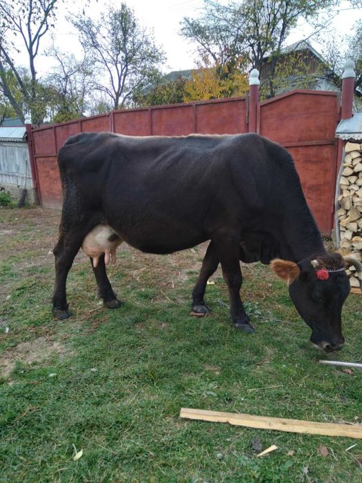 Vand vaca brună de 7 ani, gestantă in 4 luni, 12-13 l de lapte/zi