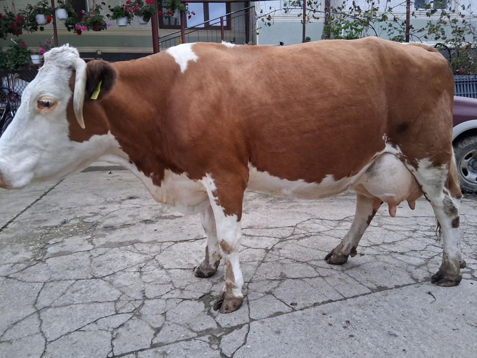 Vand vaca baltata romaneasca