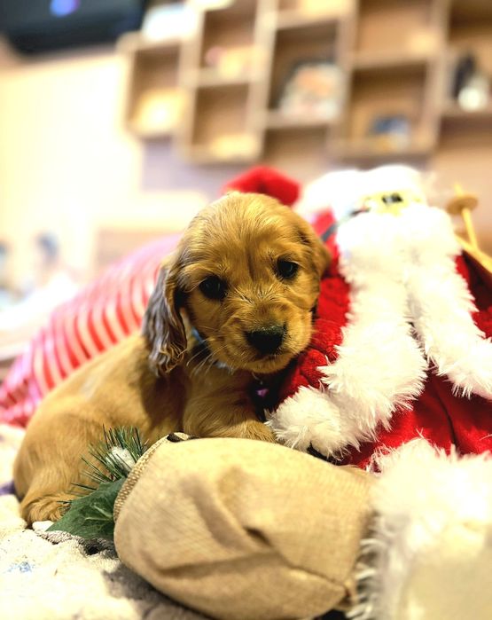 Кокер шпаньол кученца