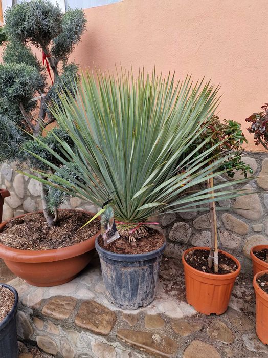 Palmier Cycas Calitate Extra